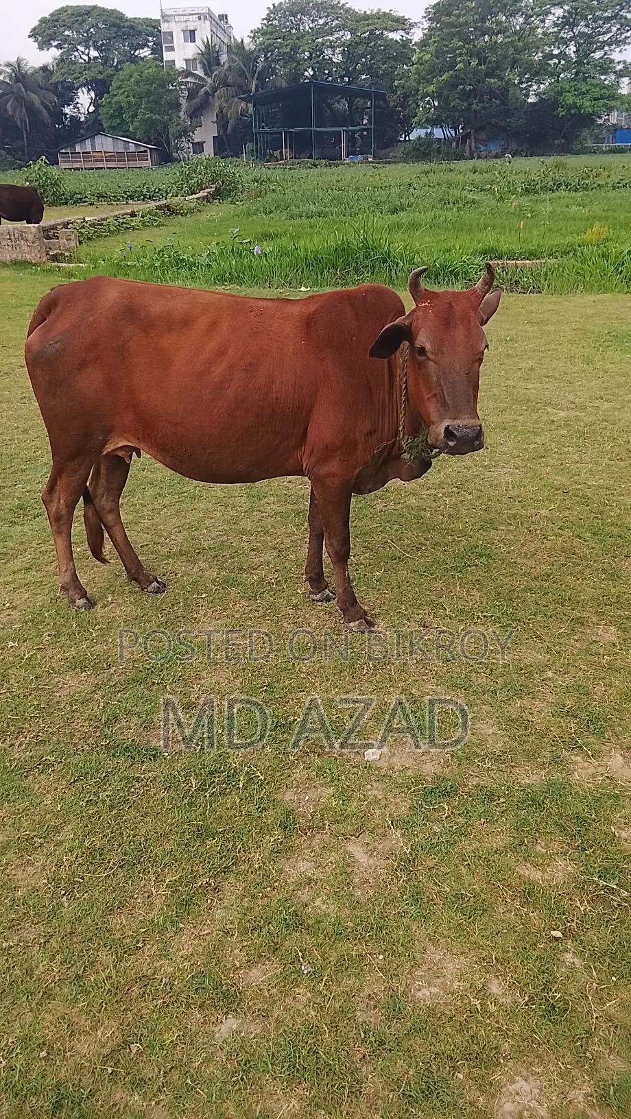 This cow is for sale