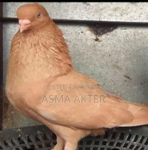 Giya Chunni Pigeon for Sale