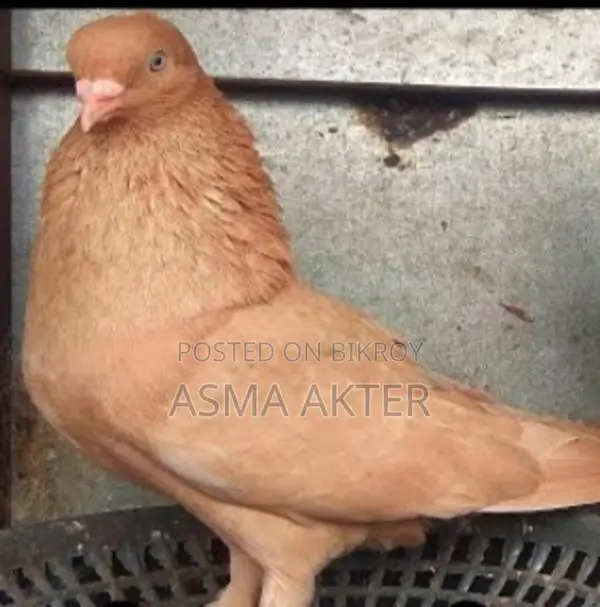 Giya Chunni Pigeon for Sale