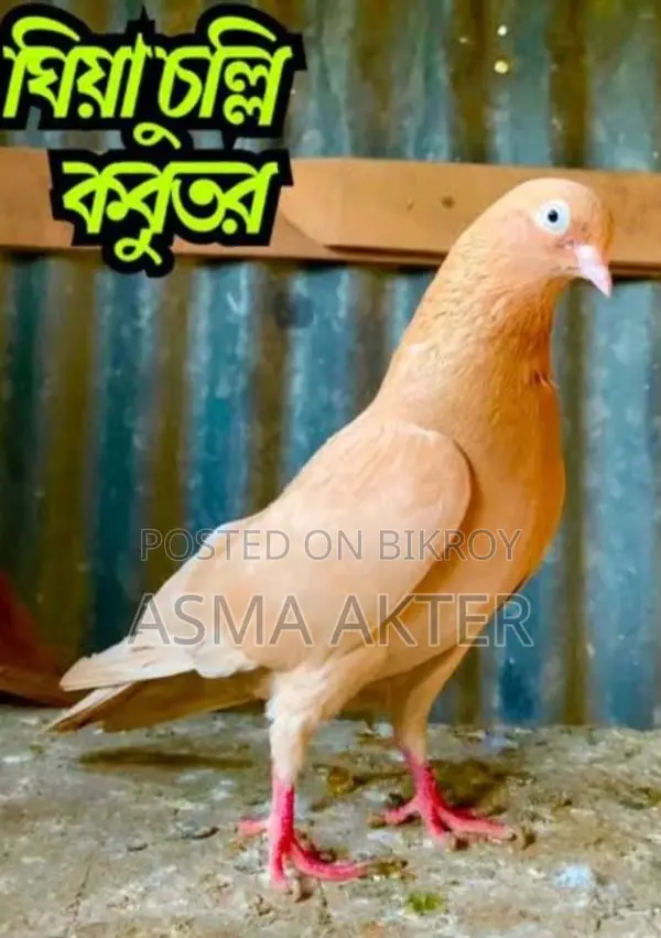 Giya Chunni Pigeon for Sale