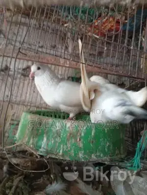 কবুতর বিক্রি