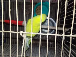 Budgie Bird for Sale (Female)