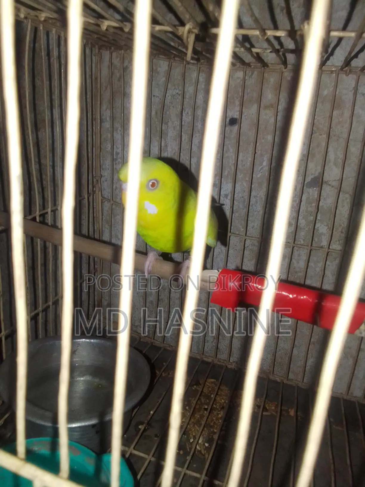 Budgie Bird for Sale (Female)
