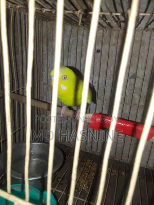 Budgie Bird for Sale (Female)