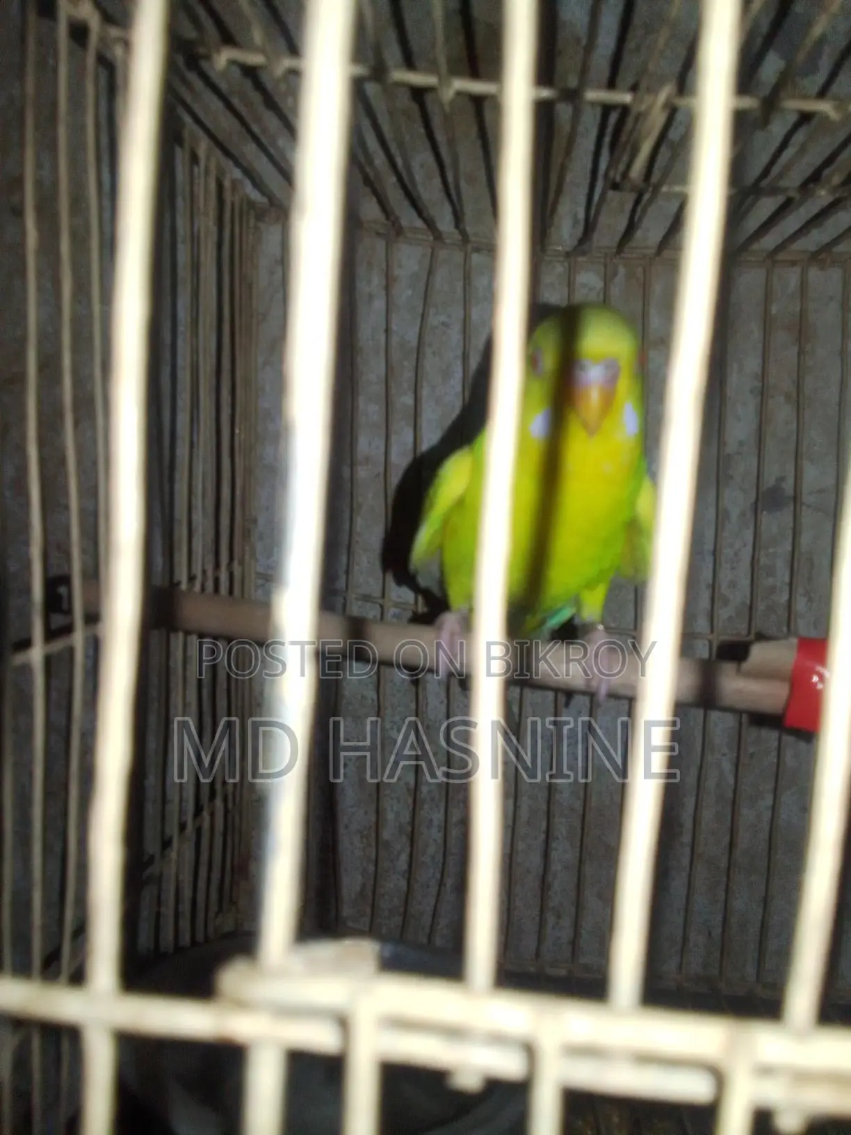 Budgie Bird for Sale (Female)
