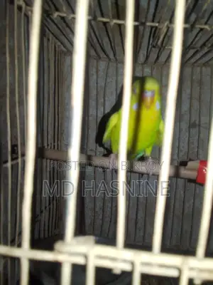 Budgie Bird for Sale (Female)