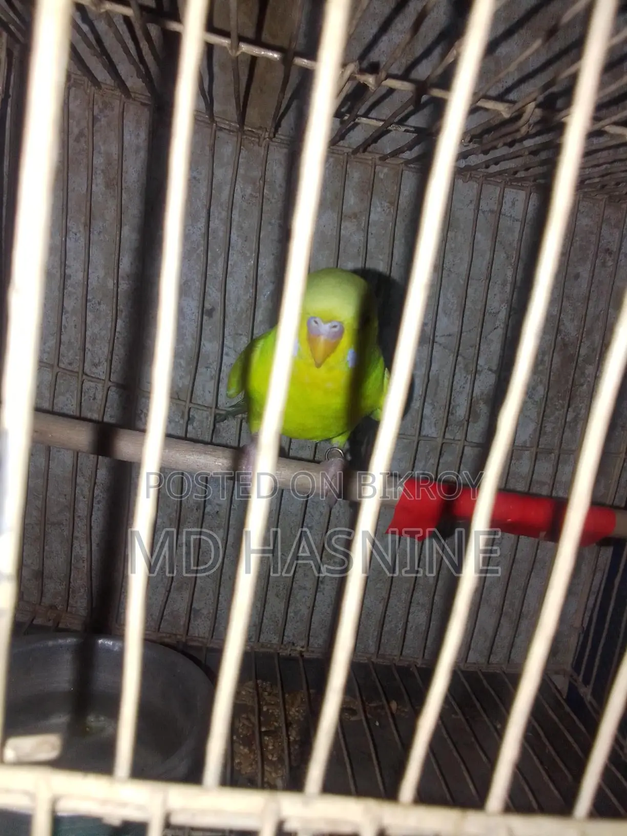 Budgie Bird for Sale (Female)