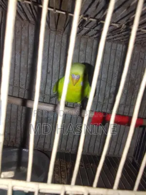 Budgie Bird for Sale (Female)