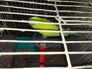 Budgie Bird for Sale (Female)