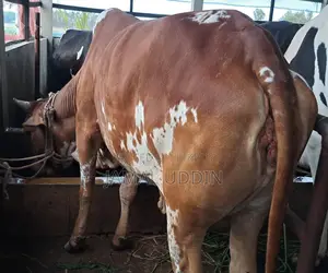 শাহীওয়াল গাভী