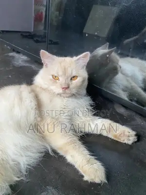 পার্সিয়ান পুরুষ বিড়াল
