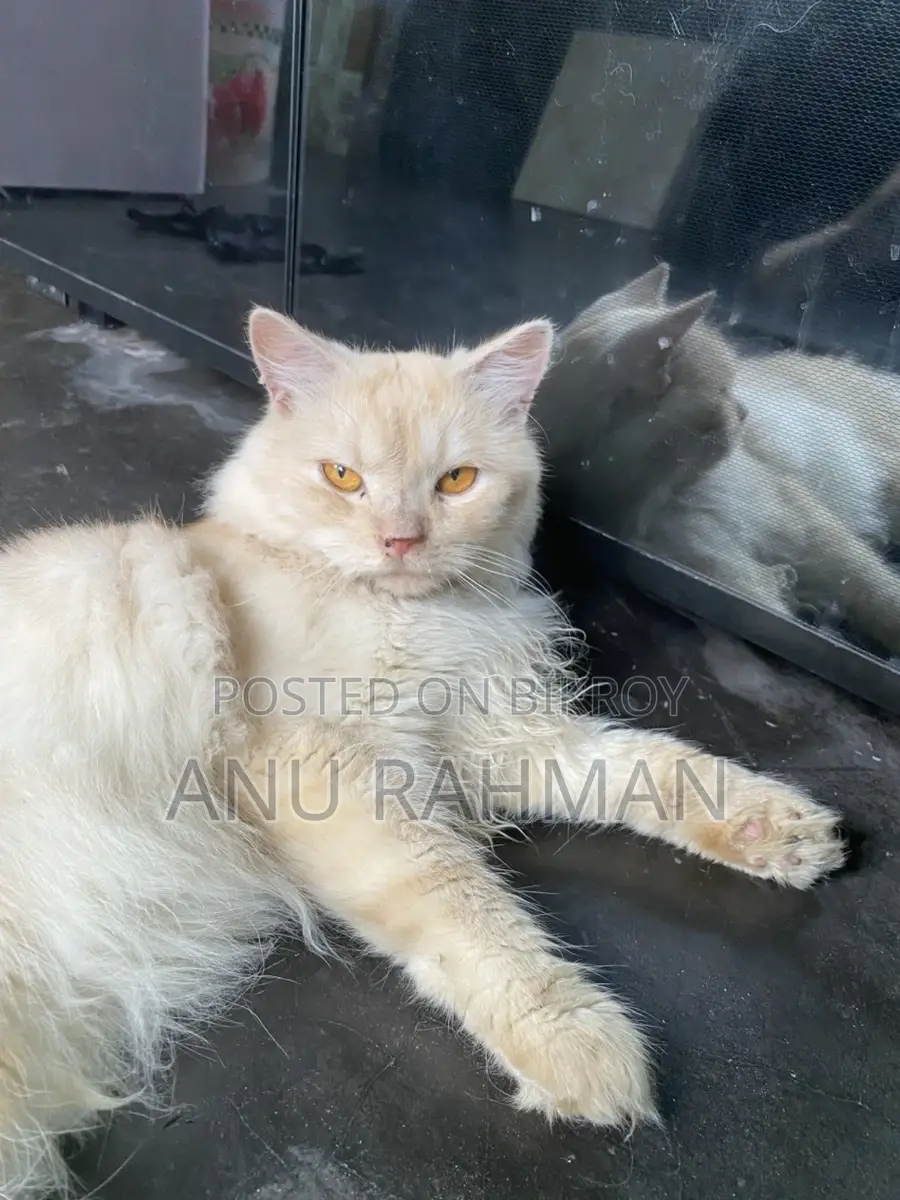Persian Male Cat