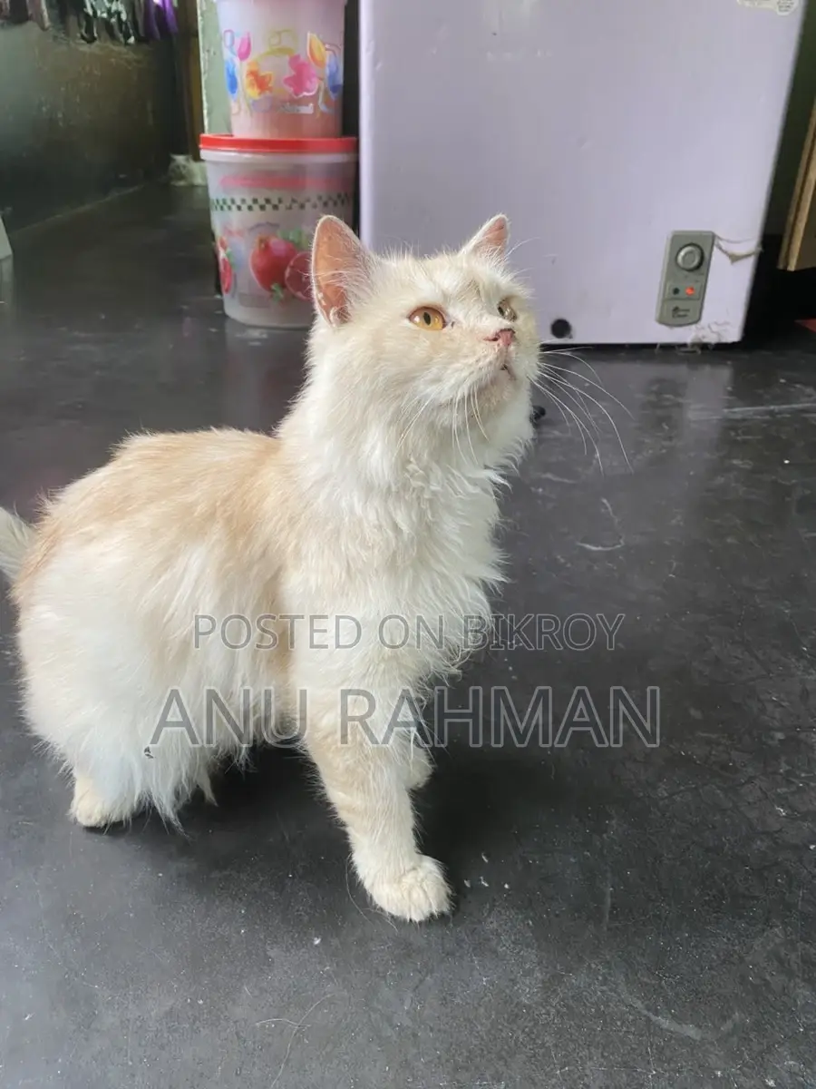 Persian Male Cat