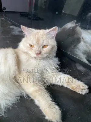 Persian Male Cat