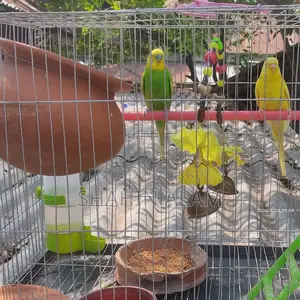 Bird For Sale
