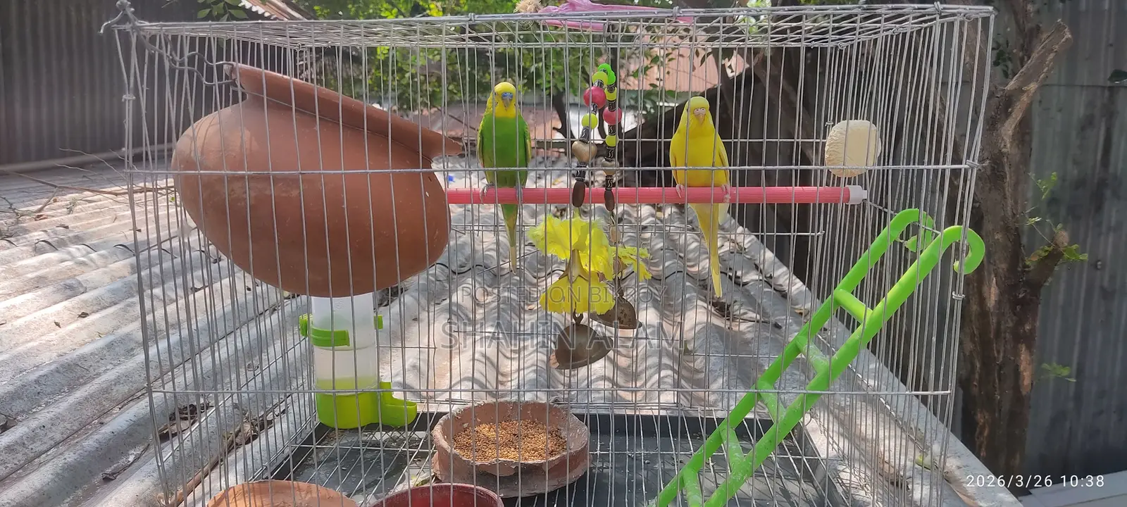 Bird For Sale