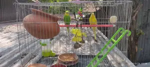 Bird For Sale