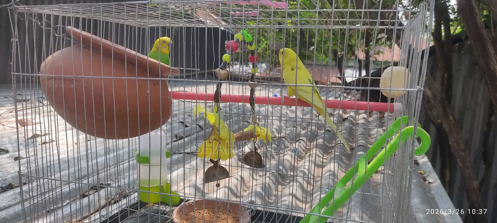 Bird For Sale