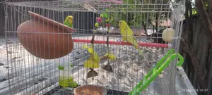 Bird For Sale