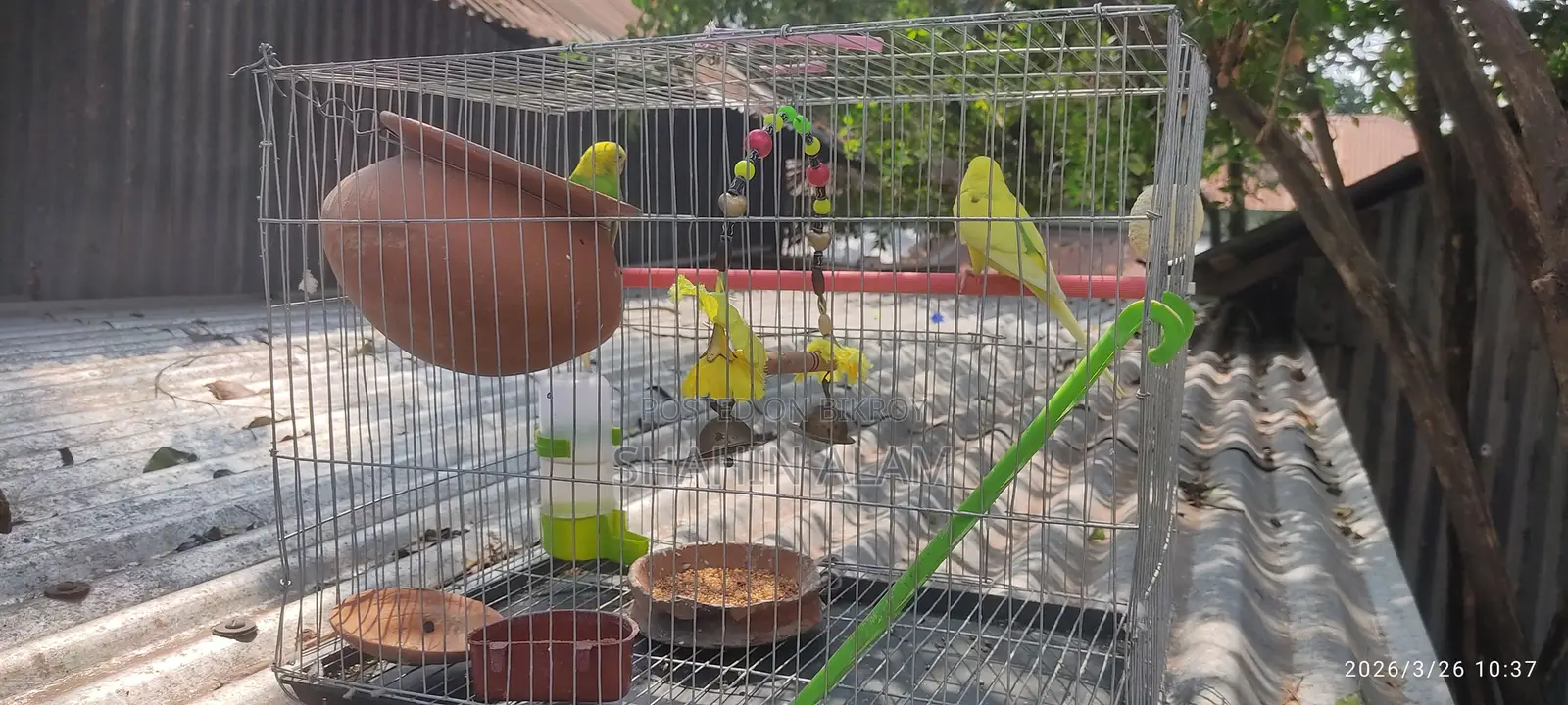 Bird For Sale