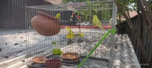 Bird For Sale