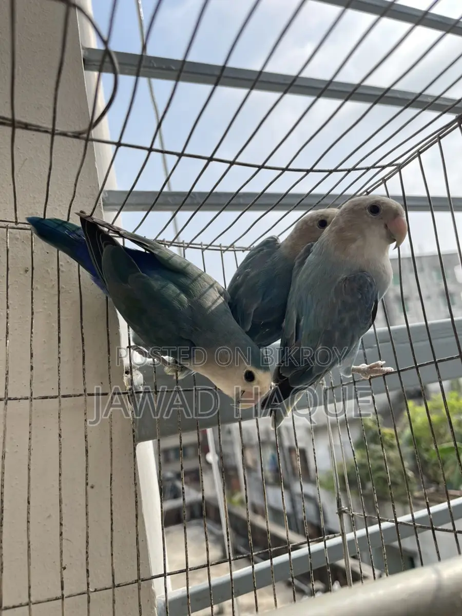 Lovebird