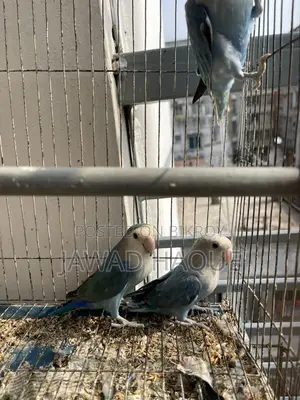 Lovebird