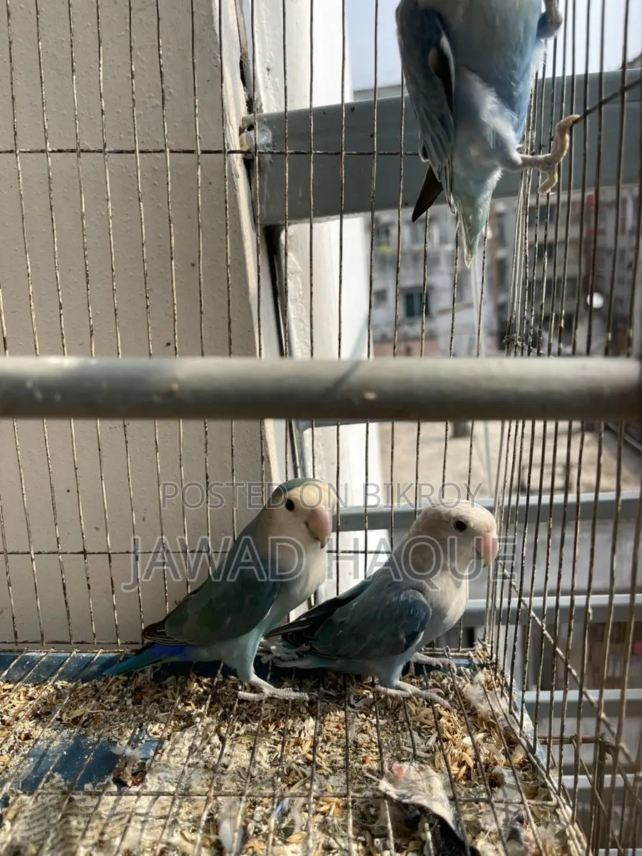 Lovebird