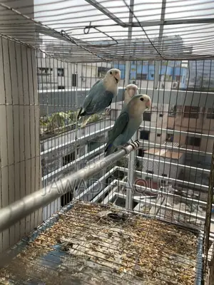 Lovebird