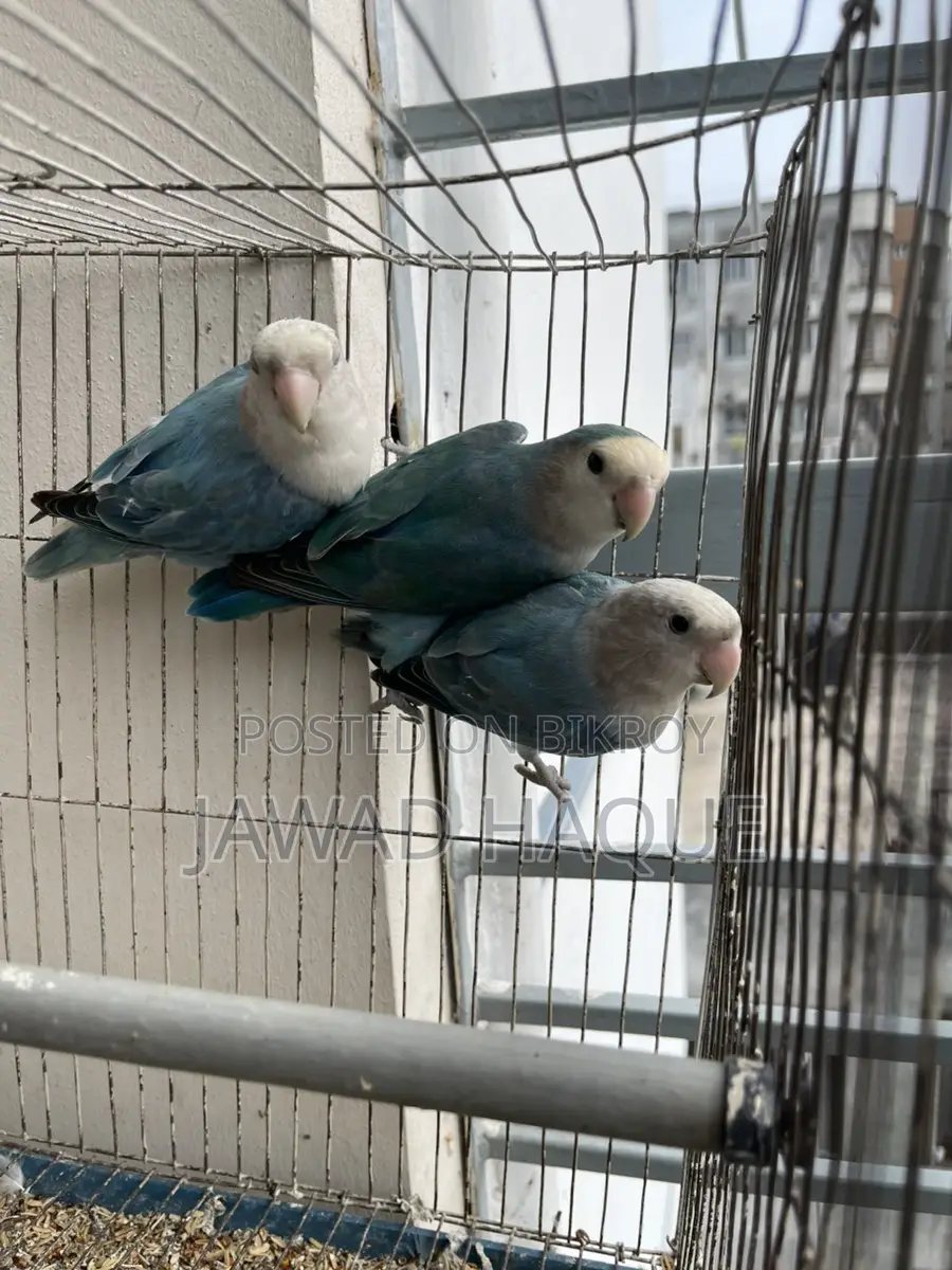 Lovebird