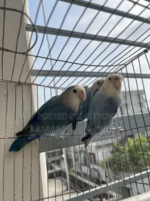 Lovebird