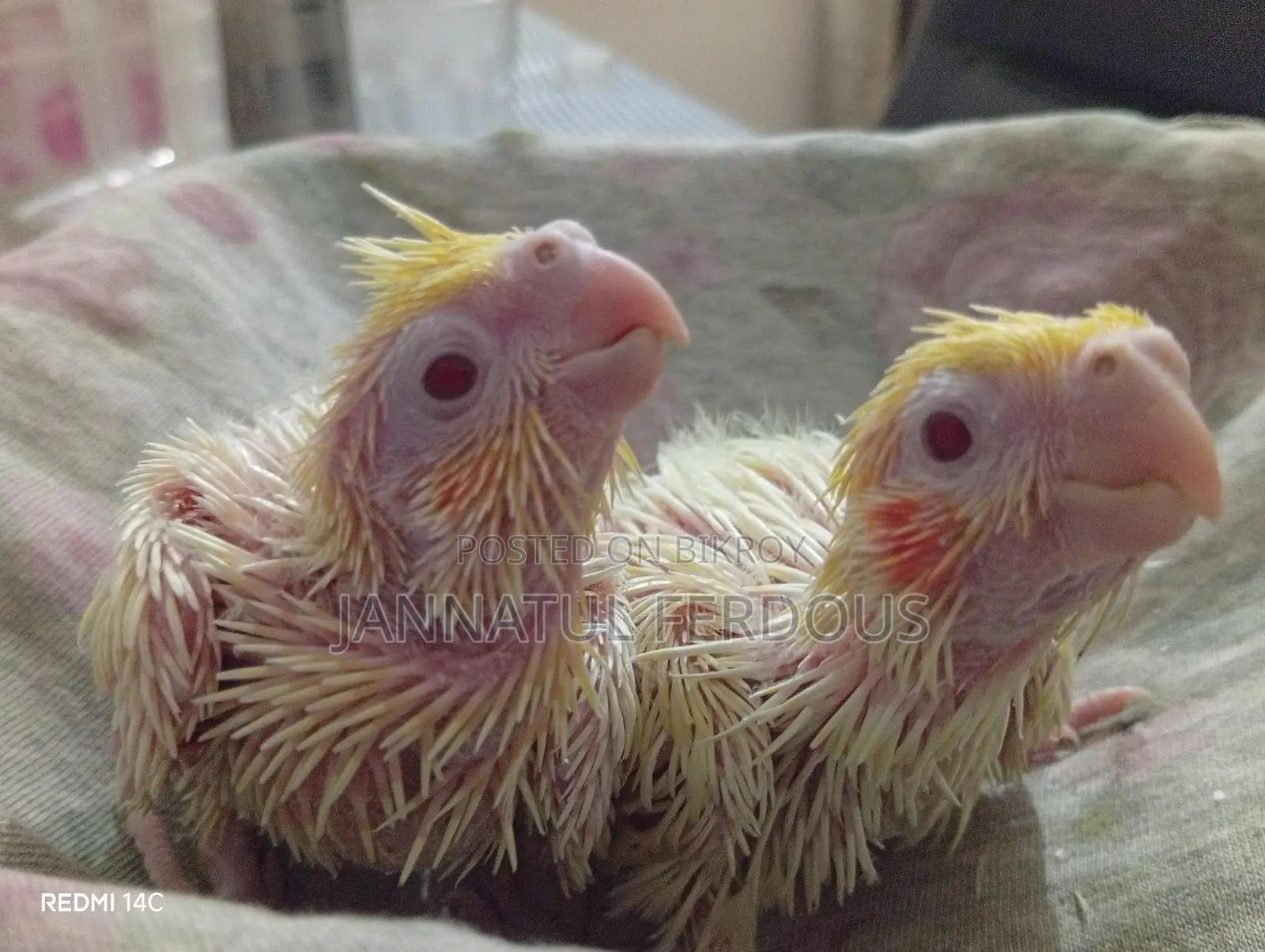 Tame Size Lutino Cockatiel Baby