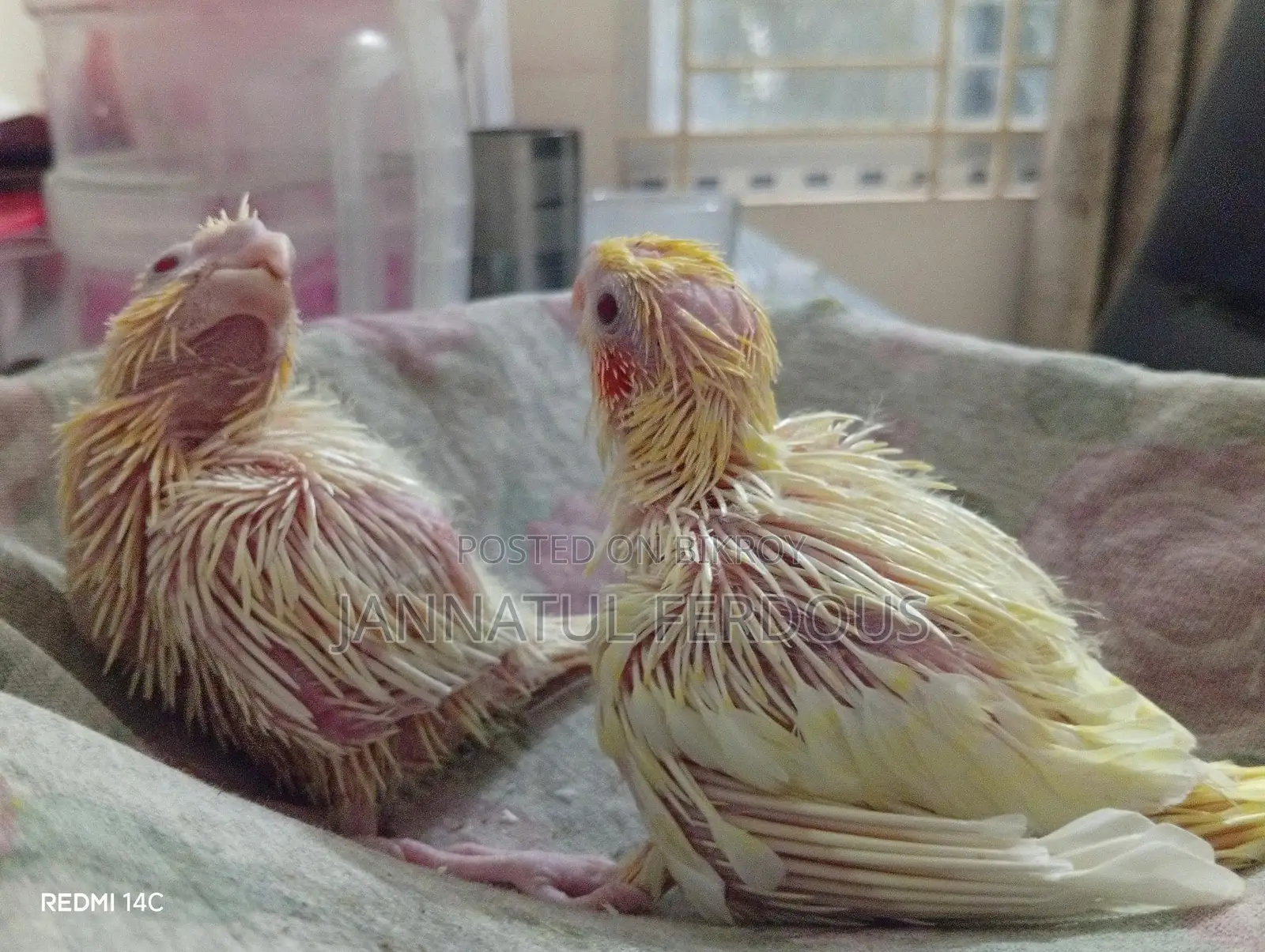 Tame Size Lutino Cockatiel Baby