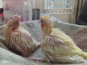 Tame Size Lutino Cockatiel Baby
