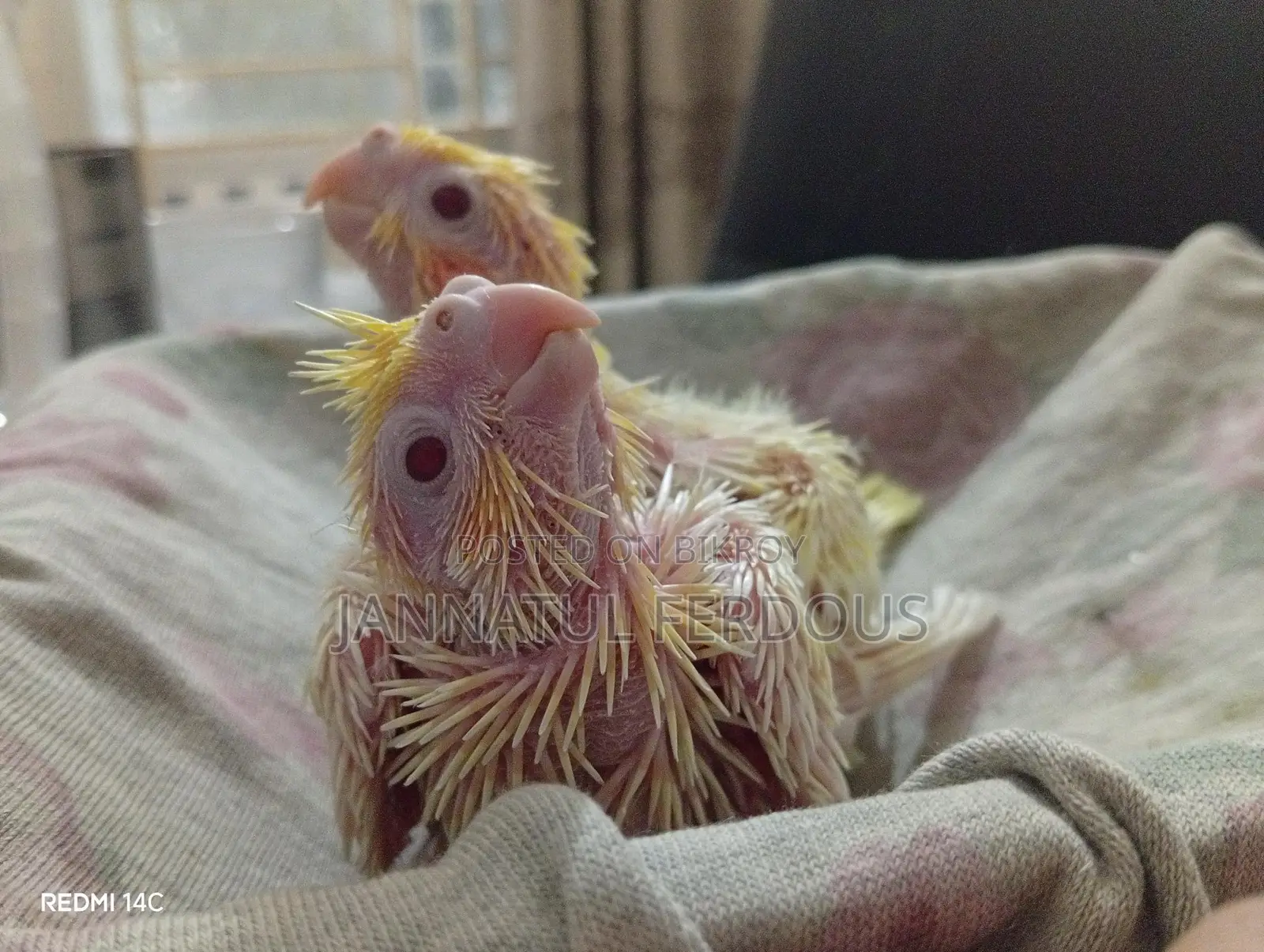 Tame Size Lutino Cockatiel Baby