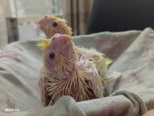 Tame Size Lutino Cockatiel Baby