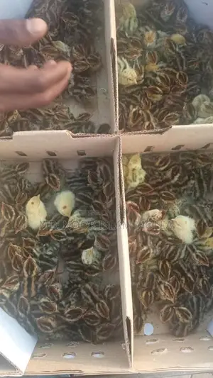 Quail and Chinese Ducklings