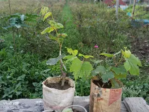বাইকুনুর আঙ্গুর গাছ