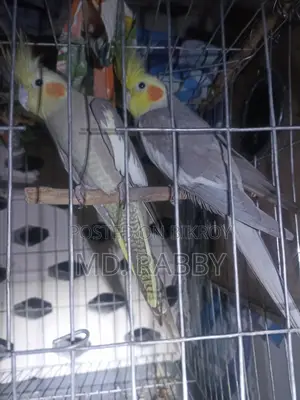 ককাটেল
