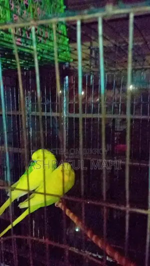 Bird for Sale