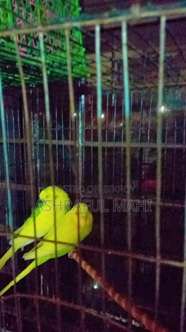 Bird for Sale