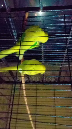 Bird for Sale