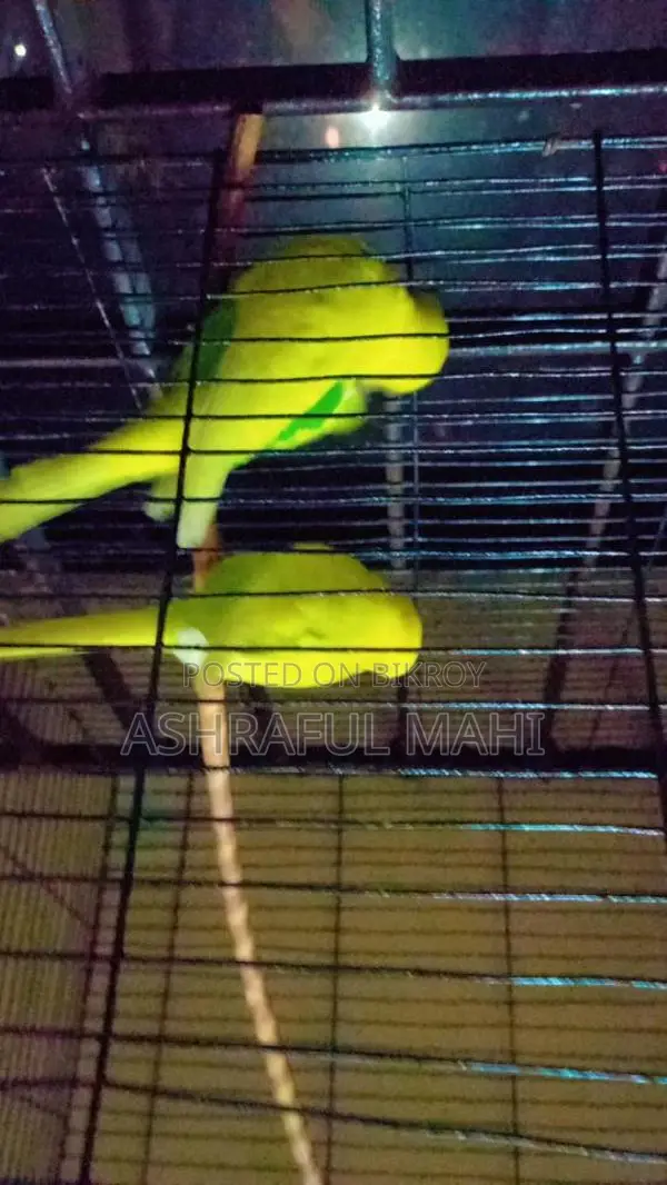 Bird for Sale