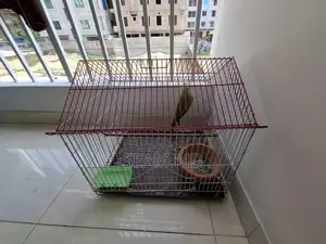 Indian Ring Neck Parrot