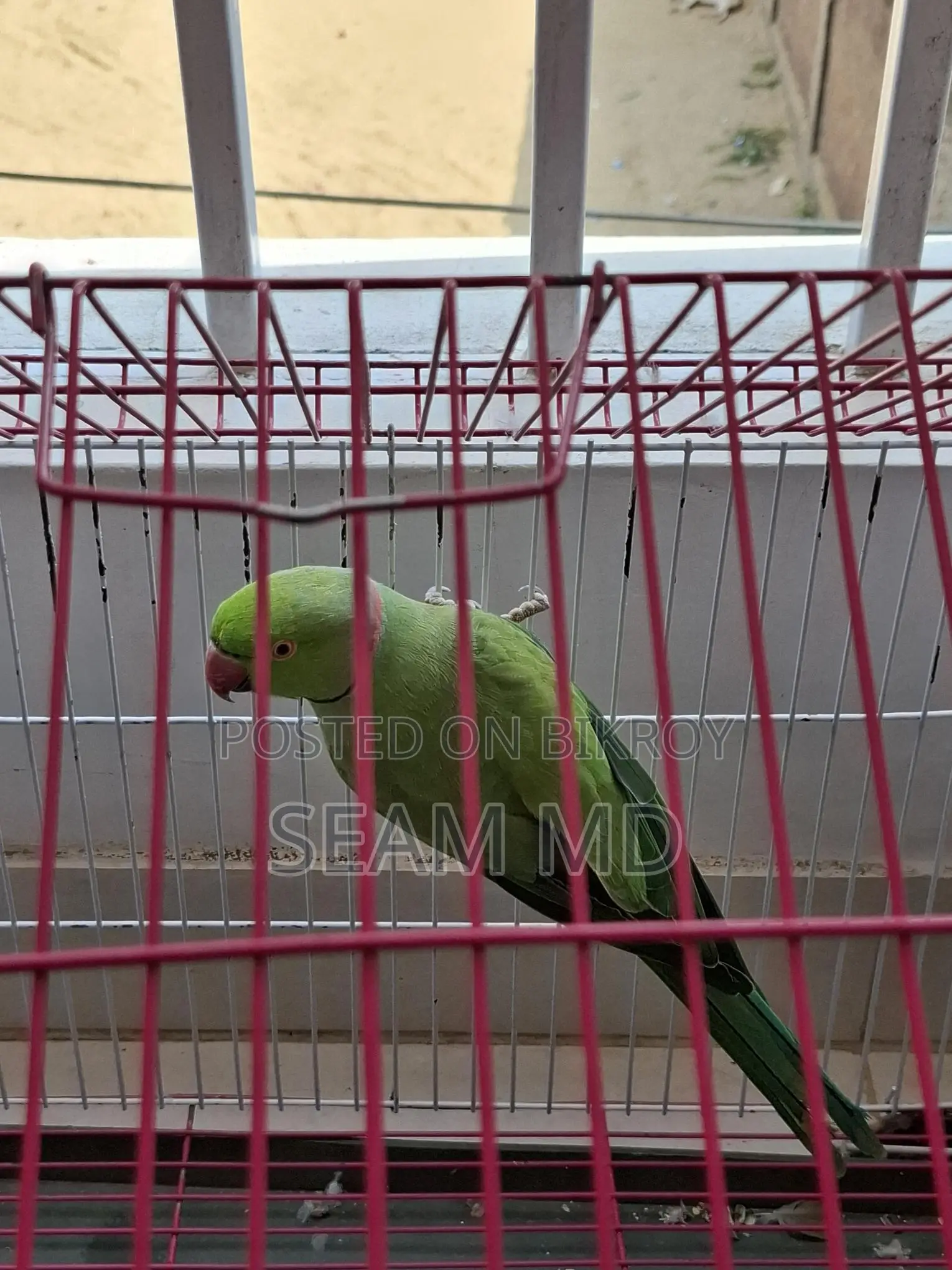 Indian Ring Neck Parrot