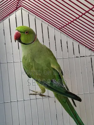 Indian Ring Neck Parrot