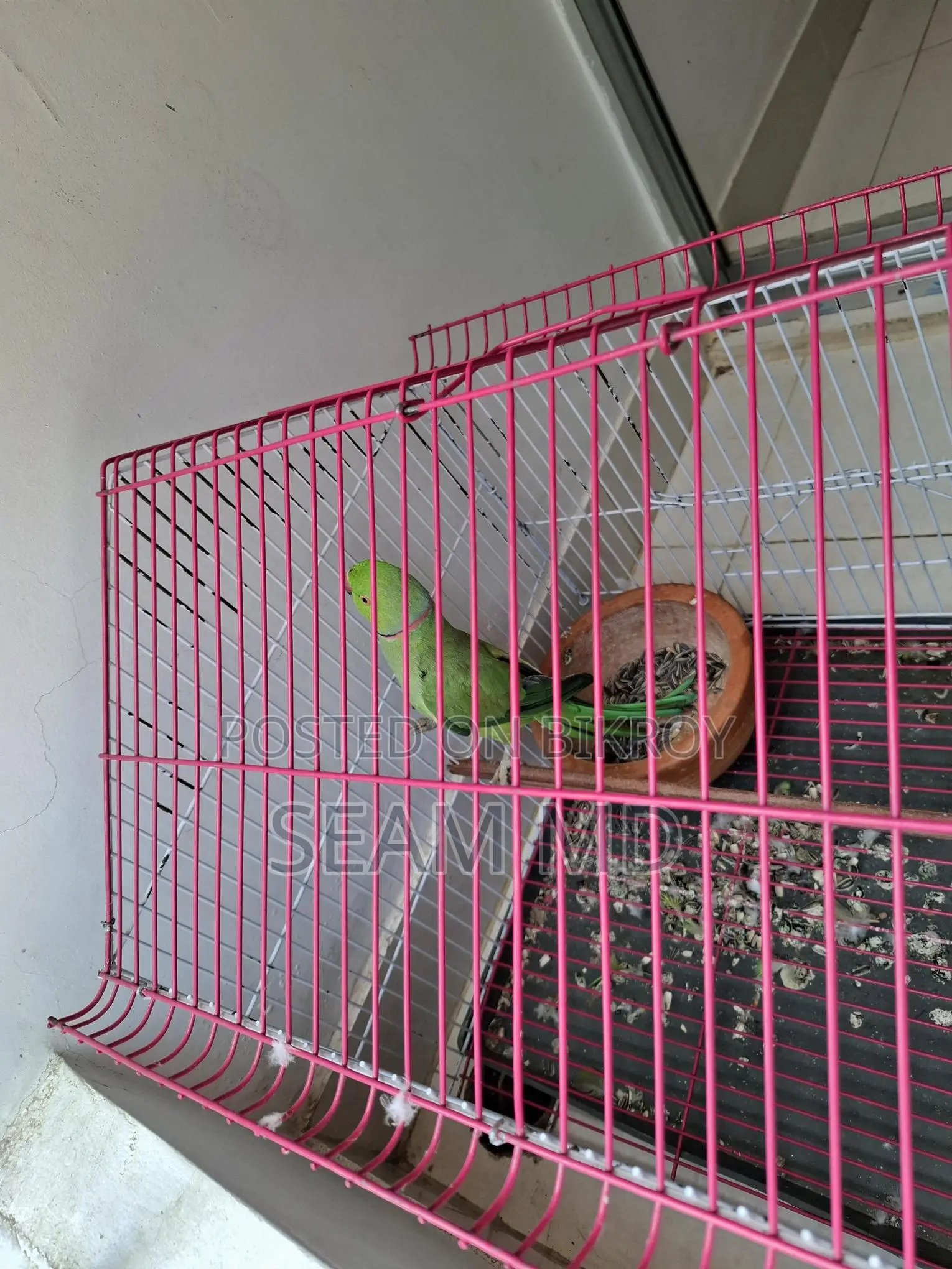Indian Ring Neck Parrot