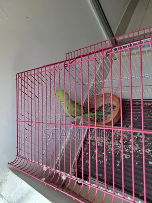 Indian Ring Neck Parrot
