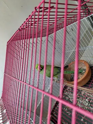 Indian Ring Neck Parrot