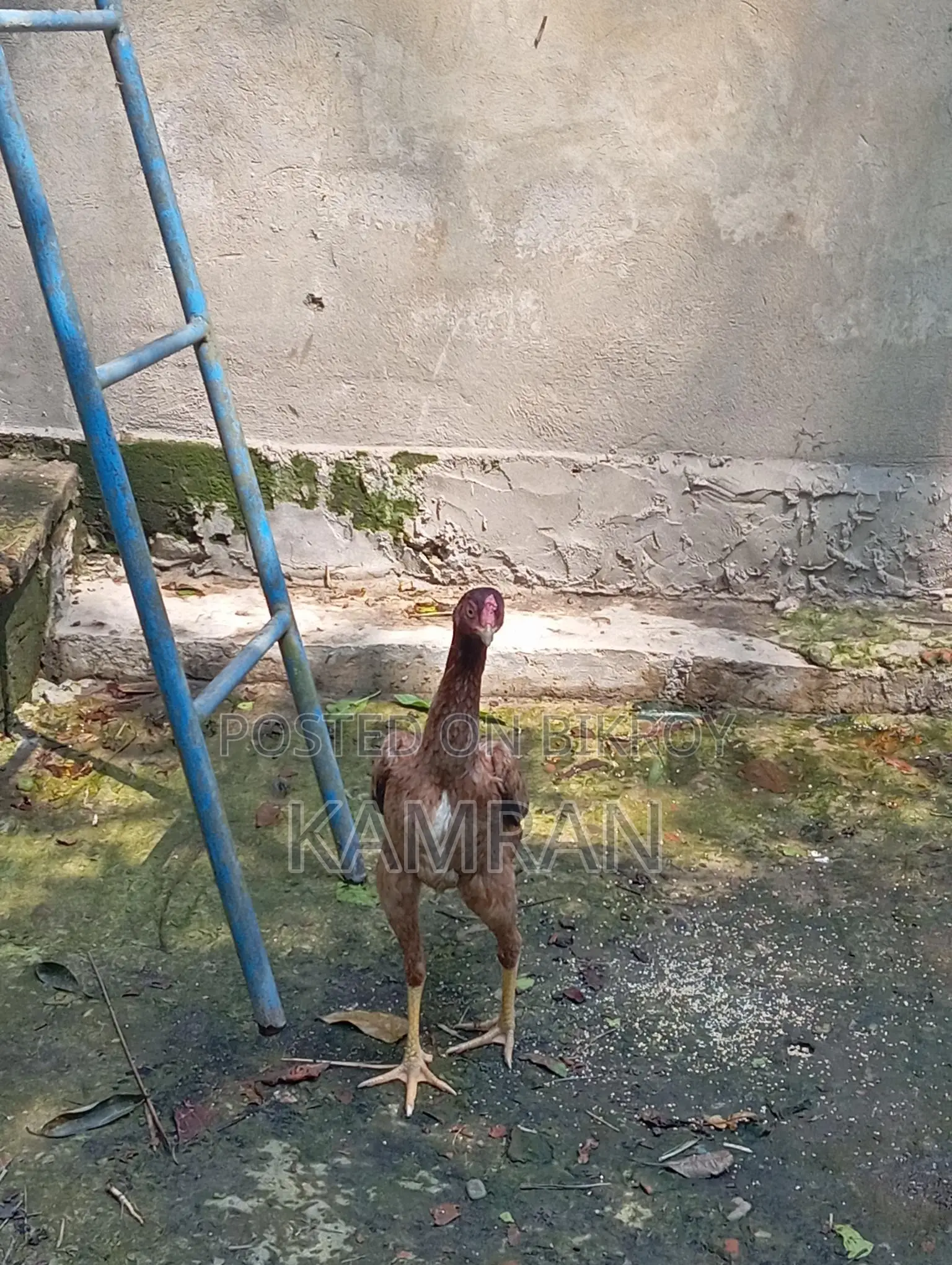 আসিল মুরগী সেল হবে